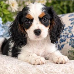 Vada - Tri-color female Cavalier King Charles Spaniel puppy in Mount Dora, Fl, Florida from Breezy Palms Cavaliers