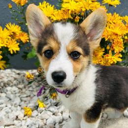 Michael Collins (Mickey) - Black and white female American Corgi puppy in Cocoa, Florida from Cascadian Space Coast Corgis LLC