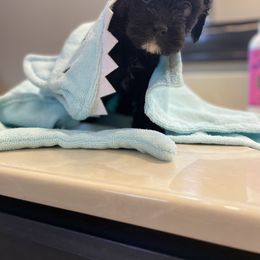 Cavalier King Charles Spaniel and Cavapoo Puppies from K’s Cavys