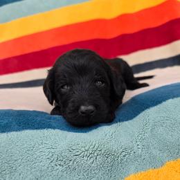Parker - Black male Sheepadoodle puppy in Owensville, Missouri from Oak Valley Kennels