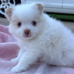 Oliver - Cream parti male Pomeranian puppy in Springfield, Missouri from Fluffy Tail Poms