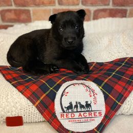 Belgian Malinois Puppies from Red Acres Working Line K9s