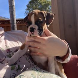 Boxer Puppies from Meraki Boxers