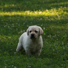 Labrador Retriever Puppies from Kyla Flora