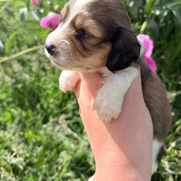 Boy 2 - Piebald male Dachshund puppy in Umatilla County, Oregon from Divine Dogs