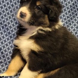Australian Shepherds from Conrad's Critters