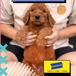 Blockbuster - Red  male Goldendoodle puppy in Garland, Texas from Twilight Doodles
