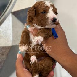 Jam - Red  male Poodle puppy in Belleville, New Jersey from TK Poodles