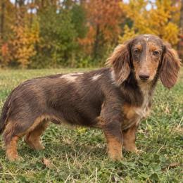 Bentley - Dapple male Dachshund puppy in Industry, Illinois from KDKs Kennels
