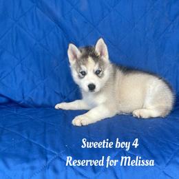 Sweetie boy 4 - Gray and white male Siberian Husky puppy in Ocala, Florida from Florida Husky Puppies