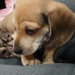 Tank - Cream male Dachshund puppy in Salome, Arizona from Boopenstein Doxies