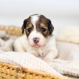 Strawberry Pie - Sable female Bernedoodle puppy in New Harmony, Indiana from Cottonwood Farms