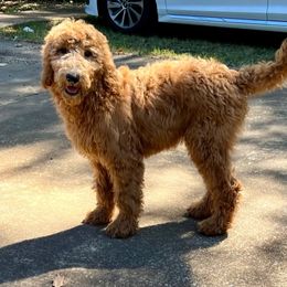 Goldendoodle and Poodle Puppies from SnickerDoodlePups