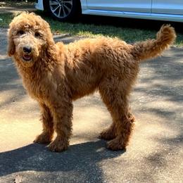 Goldendoodle and Poodle Puppies from SnickerDoodlePups