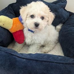 Dale - White and cream male Bichon Frise puppy in Manassas, Virginia from Jawoofski's Bichons