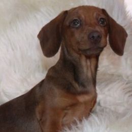 Dachshunds from High Country Kennels