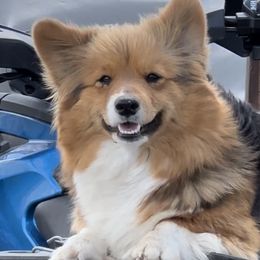 Flurf - American Corgi