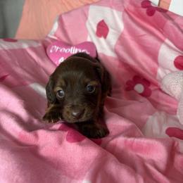 Margaret - Chocolate and tan female Dachshund puppy in Lake City, Florida from My Ditzy Doxies of Florida