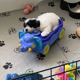 Havanese Puppies from Coraz’on Havanese