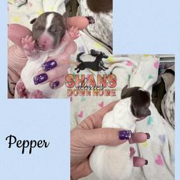 Pepper - Piebald male Dachshund puppy in Hockley, Texas from Shans Down Home Doxies