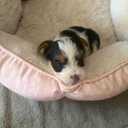 Leo - Parti male Yorkshire Terrier puppy in Waldorf, Maryland from Luv My Yorkies, LLC