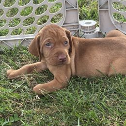 Boy 3 - Golden rust male Vizsla puppy in Windsor, Maine from Pleasant Ridge