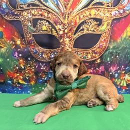 Green - Sable male Poodle puppy in Houma, Louisiana from Smart Azz Poodles