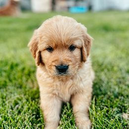 Golden Retriever puppies from Golden Haven Doodles