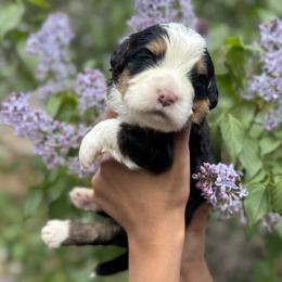 Boy 8 - male Bernedoodle puppy in Northglenn, Colorado from Colorado Bernedoodle Babies