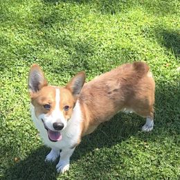 Toby - Sable male Pembroke Welsh Corgi puppy in Mouth Of Wilson, Virginia from Holly Ridge Aussies, Aussiedoodles & Corgis