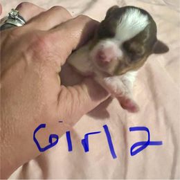Girl 2 - Chocolate, tan and white female Yorkshire Terrier puppy in Eddyville, Kentucky from Paw-Perfect Palace