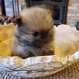 Pomeranian Puppies from Donna Gaspich