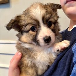 Red  Collar Girl Aspen - Sable Pembroke Welsh Corgi puppy in Paris, Kentucky from Flat Run Corgis