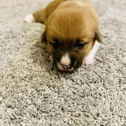 Pembroke Welsh Corgi Puppies from West Coast Corgi