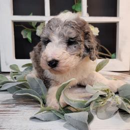 Aussiedoodle and Goldendoodle Puppies from Hunting Creek Kennels