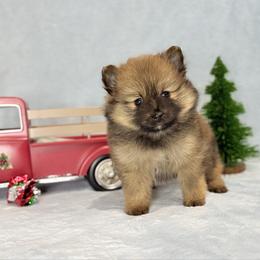 Orange Sable Girl - Orange sable female Pomeranian puppy in Princeton, New Jersey from PureLove Poms.