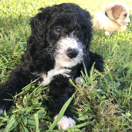 Sheepadoodle Puppies from Sarah Pearl’s Mini Sheepadoodles