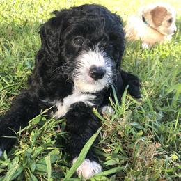 Sheepadoodle Puppies from Sarah Pearl’s Mini Sheepadoodles