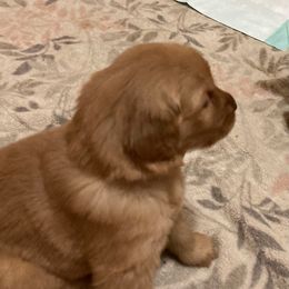6th Pick Girl - Golden Golden Retriever puppy in Sacramento Area, California from Gold Country Golden Retrievers