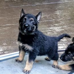 Black - Black and tan male German Shepherd puppy in Dawsonville, Georgia from Vom Aussenseiter