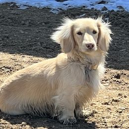 JoJo - Dachshund