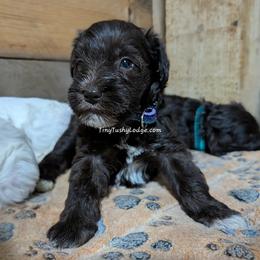 AKC liver girl (lite purple collar) - Liver female Miniature Schnauzer puppy in Greencastle, Indiana from Tiny Tushy Lodge
