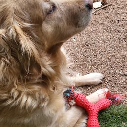 Goldendoodles and Golden Retrievers from Western States Golden Retrievers and Goldendoodles