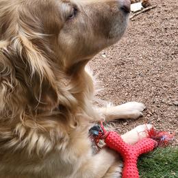 Goldendoodles and Golden Retrievers from Western States Golden Retrievers and Goldendoodles