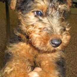 Airedale Terriers and Welsh Terriers from Walnut Ridge Terriers