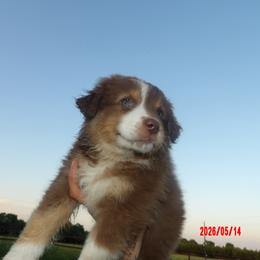 Hop - Red tri-color male Australian Shepherd puppy in Elkhart, Texas from Donaldson Dogz