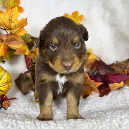 Stuffing  (lime) - Red tri-color male Australian Shepherd puppy in Falmouth, Kentucky from Queen City Farm