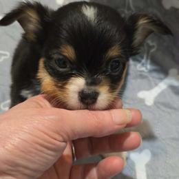 Comet - Black and tan male Chihuahua puppy in Kyle, Texas from joy of chihuahuas tx