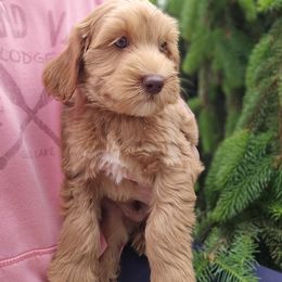 Blue boy - Gold male Australian Cobberdog puppy in Victoria, Minnesota from Heartland Hills Australian Cobberdogs