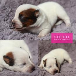 Soleil - Red speckled female Australian Cattle Dog puppy in Gatlinburg, Tennessee from Greenbrier